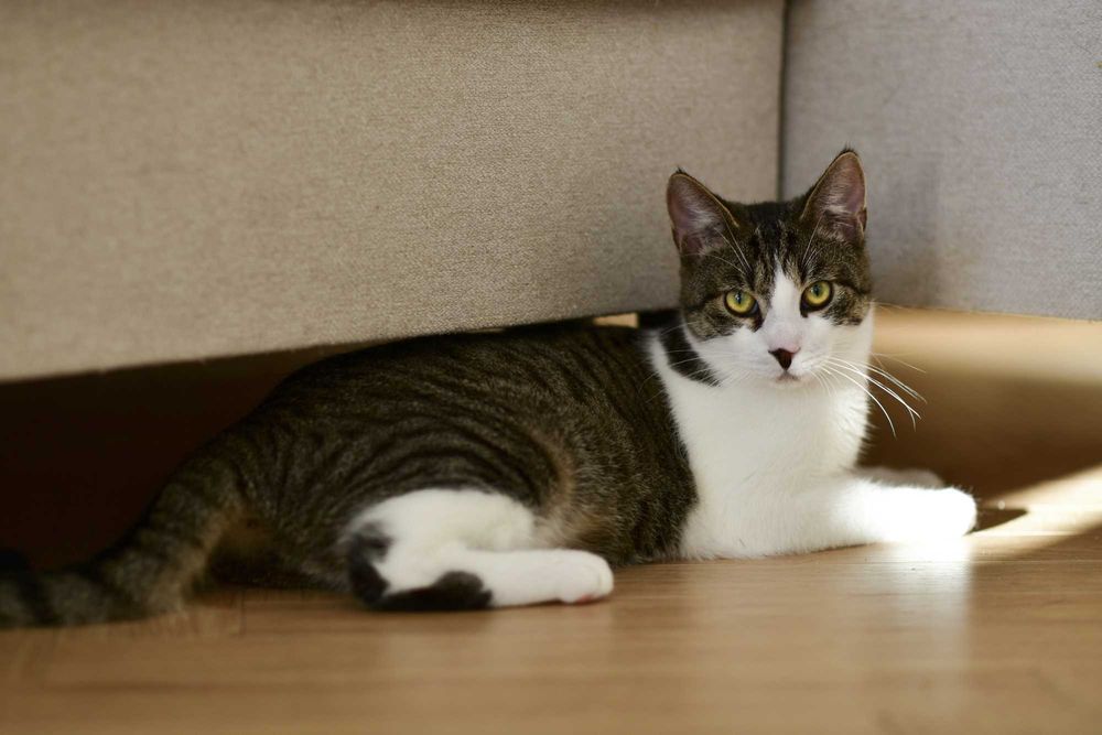 Półroczny, wykastrowany Milo szuka domu