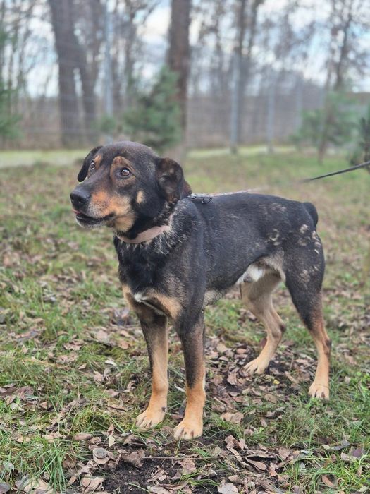 Mikado - kundelek, który wyczekuje adopcji!