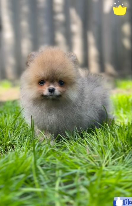 Міні шпіц померанський