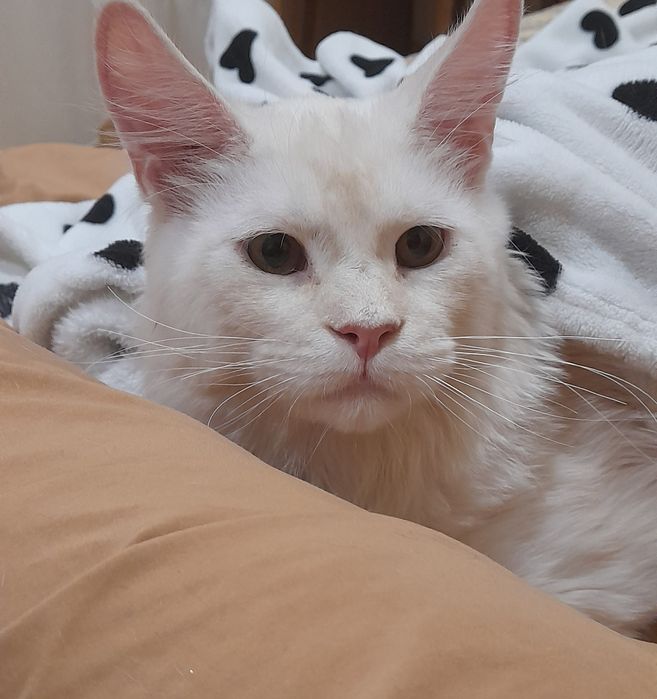 Перетримка ваших улюбленців. Вигулювання тварин. Передержка животных.