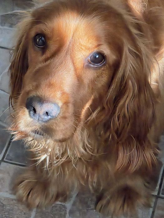 TRUDNY Cocker spaniel do adopcji