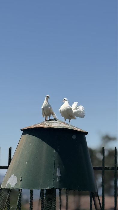 Pombos de leque Branco