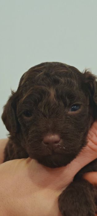 Той Пудель Шоколад