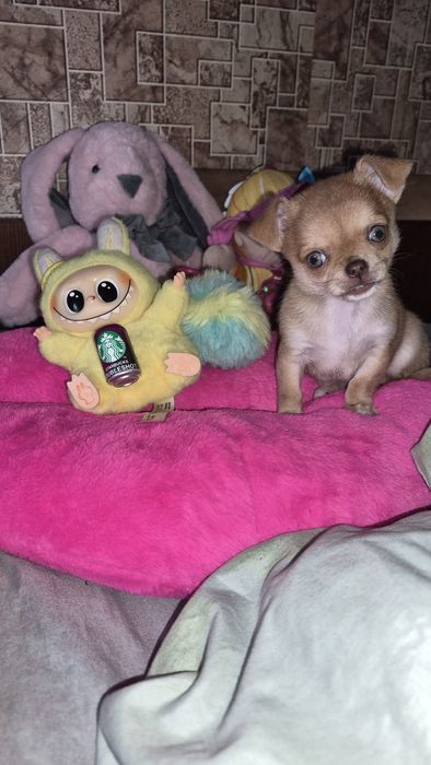 Дівчинка чихуахуа міні