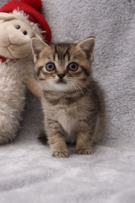 Шотландські кошенята ,золота шиншилка/голуба