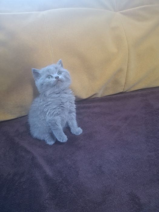 Продам    кошення