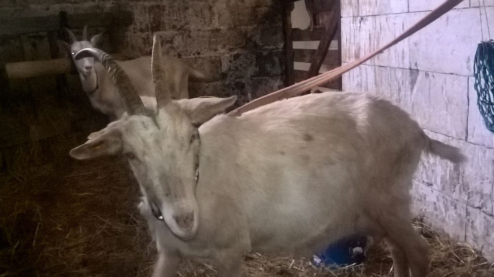 Koza z mlekiem 3 lata