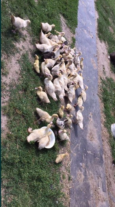 Witam mam do sprzedania kaczki