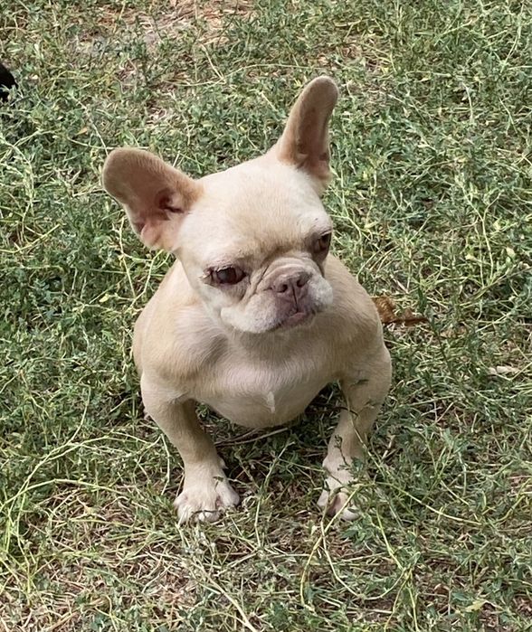 Кремова дівчинка в пет улюбленці