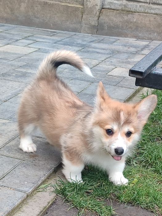 Цуценя Коргі дівчатка з довгим хвостиком, 35.000 грн