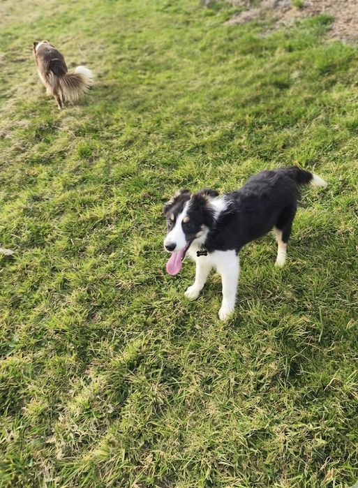 Border collie,suczka Euforia ZKwP
