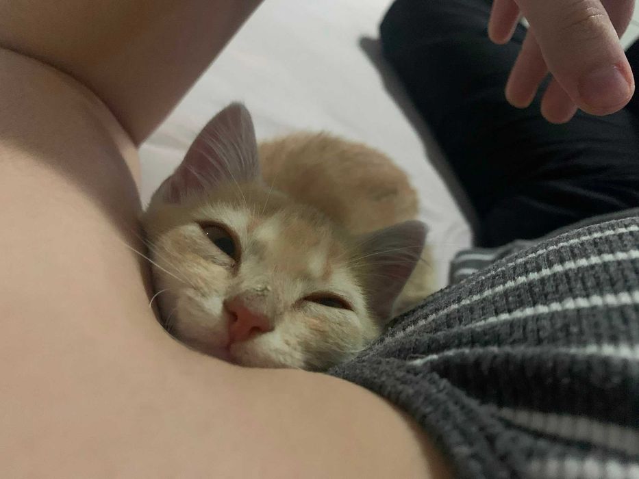 Alojamento familiar para animais / pet sitting / hotel para animais / banhos / tosas / passeios