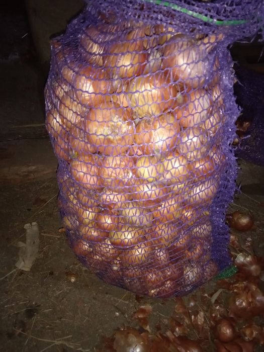 Цибуля їстівна. Морква.