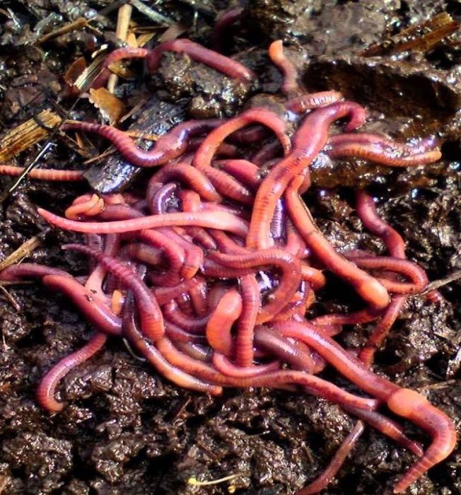 Kit + de 1000 Minhocas Californianas (Eisenia foetida) + ovos