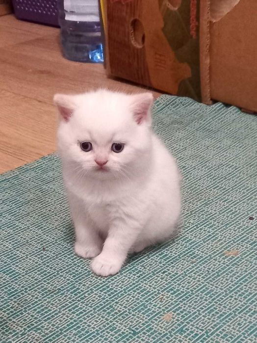 шотландский прямоухий котик Симон
