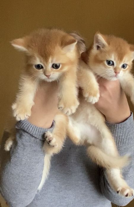 Золотая шиншила малыши