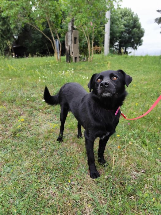 Nasz śliczny Samuraj czeka na dom!