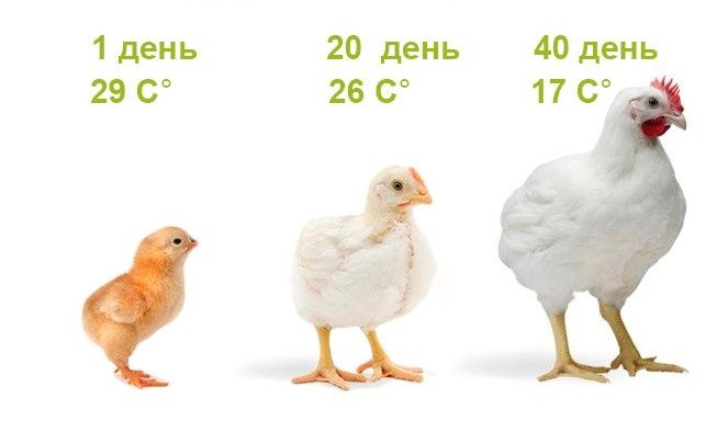 Курчата бройлери