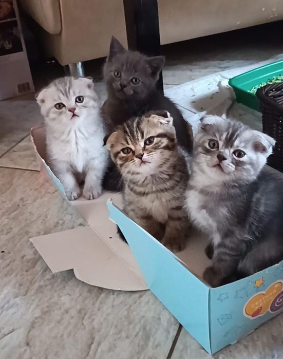 продається Шотландії висловухе