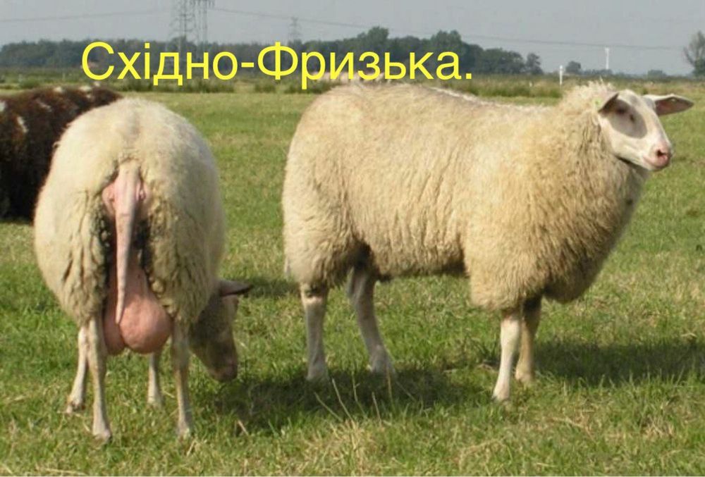 Закарпатські прості баранчики, вівці, ягнята продам до року