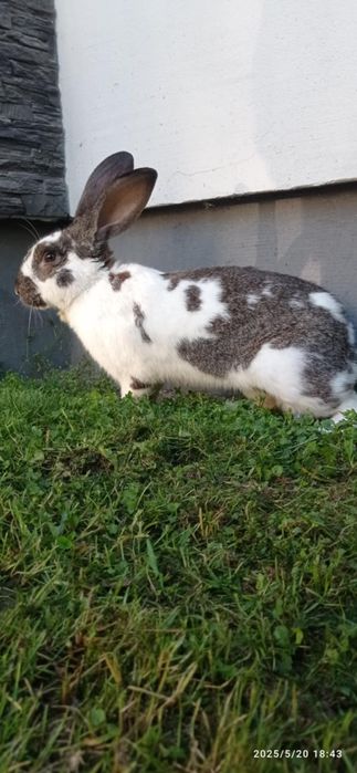 Króliki hodowane ekologicznie Gorlice