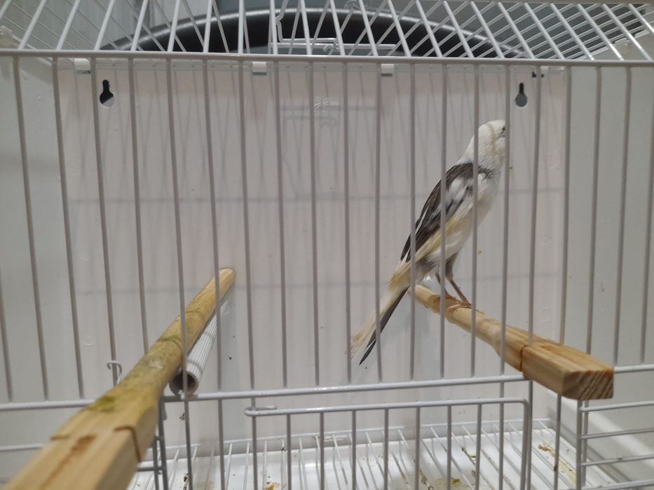 Canario largues espanhol