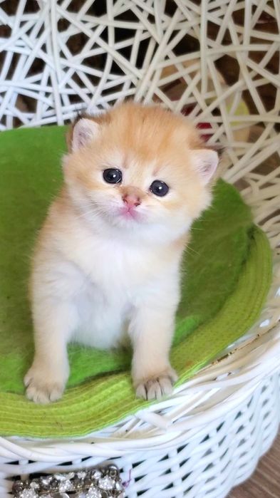 Ласковые лапули, ручные котята золотая шиншилла
