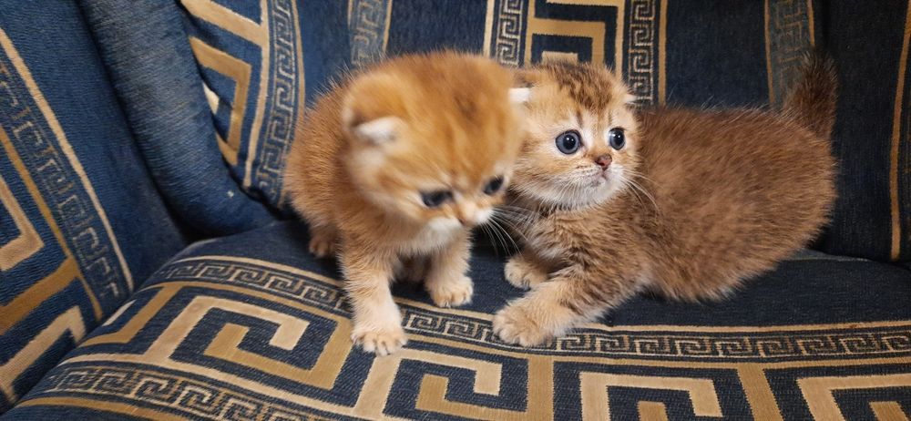 Шотландские котята золотые и серебристые шиншиллы