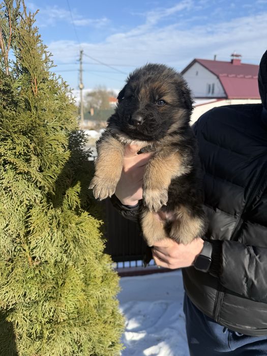 Німецька вівчарка бронь