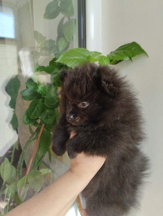 Шпицы щенки .красавицы.