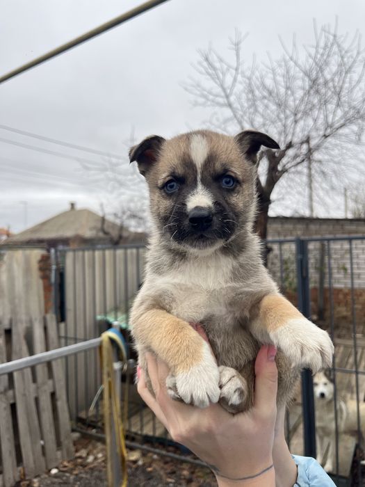 Відам цуценят, метис хаскі