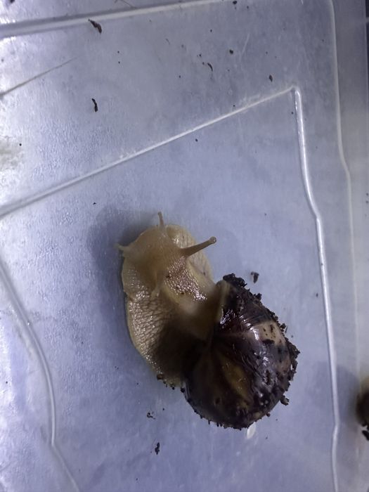 Равлики косметичні