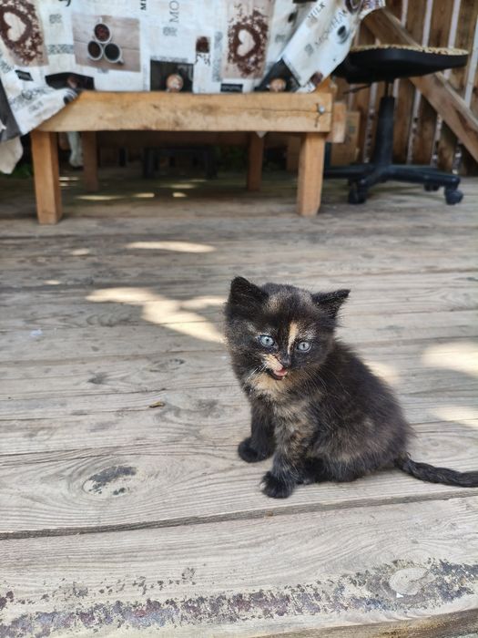 Котики шукають родину