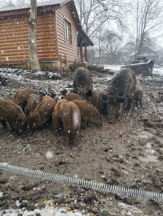 Продаються дорослі самки, кабан
