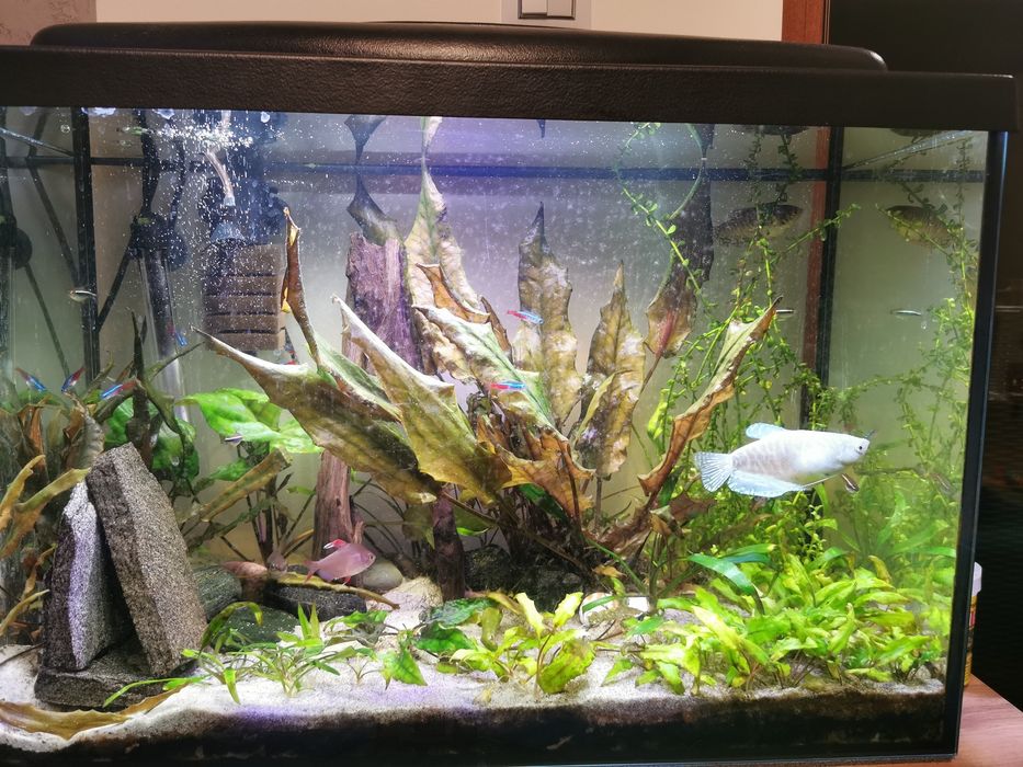 Akwarium 72l zestaw