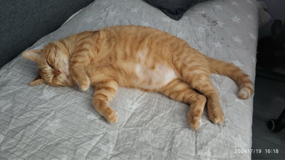 Віддам кастрованого рудого кота