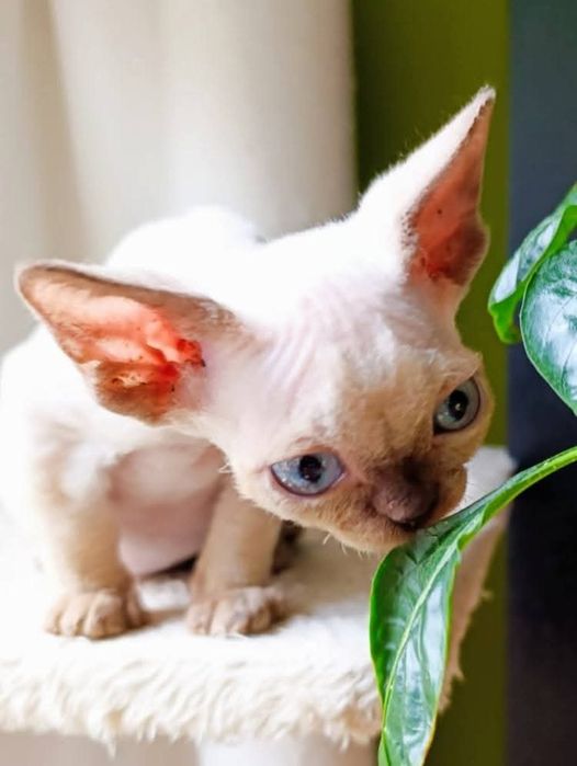 Kocurek Devon Rex CHEATER
