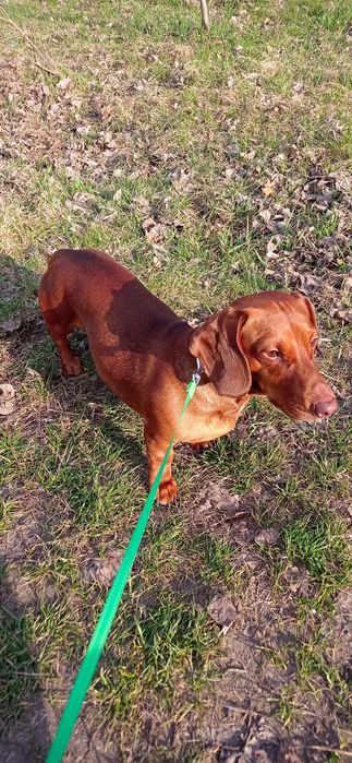 Молодой таксёныш ищет подругу