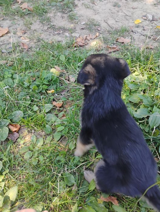 Oddam pieski w dobre ręce
