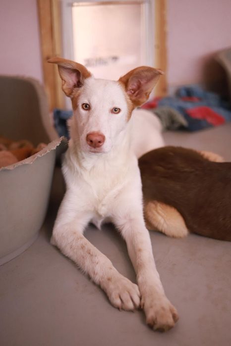 8 miesięczna suczka szuka nowego domu,  do adopcji