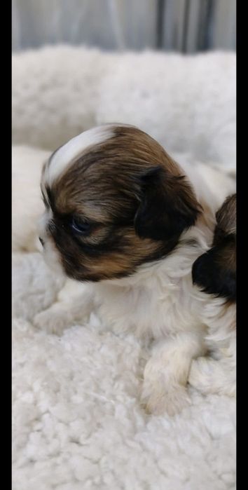 Piesek rasy shih tzu gotowy do rezerwacji