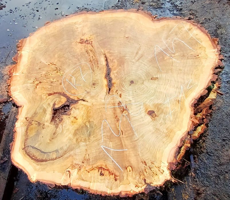 Plastry topola z czeczotą  burl na stół ekskluzywne