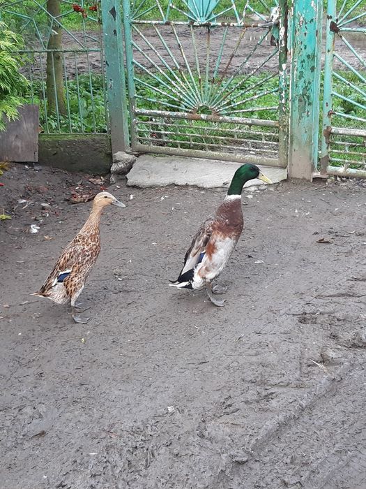 Sprzedam jajka kaczek