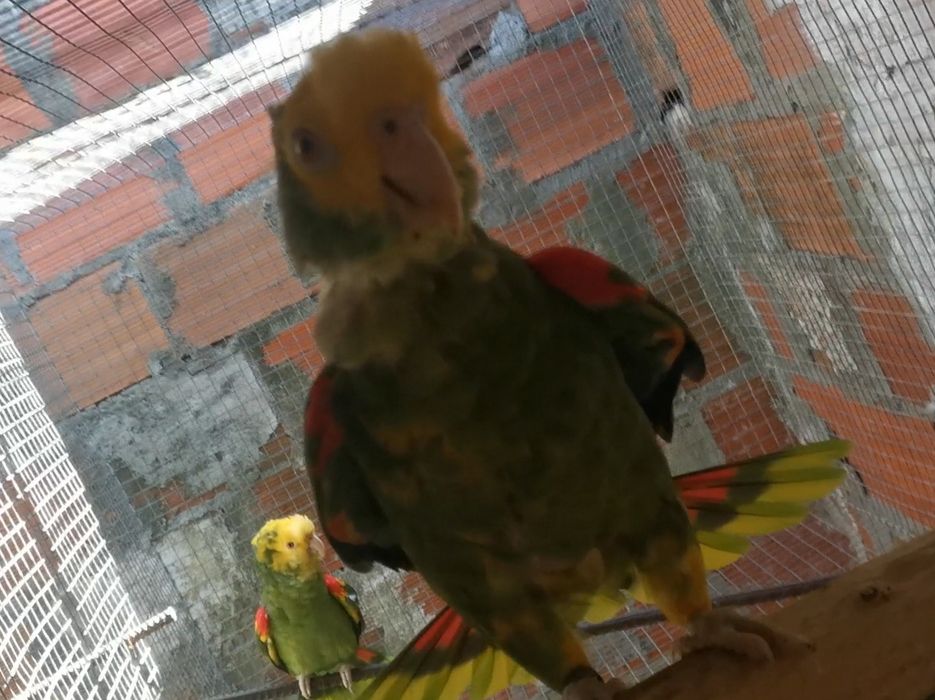 Casal adulto de oratrix