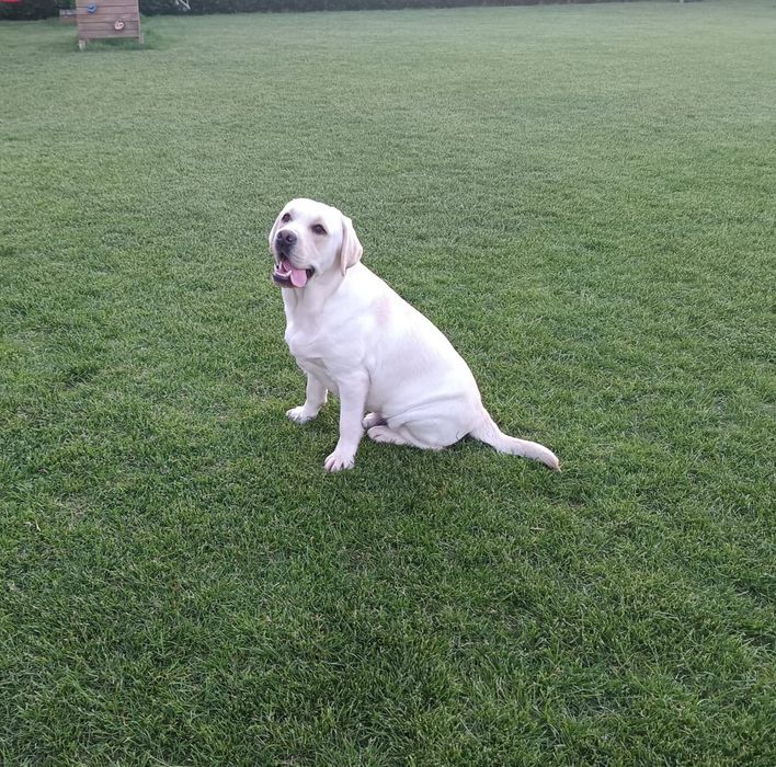 Labrador retriever biszkoptowy szczeniak  GOTOWY DO ODBIORU