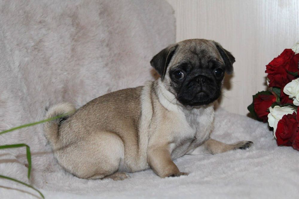 Розкішні мопсики