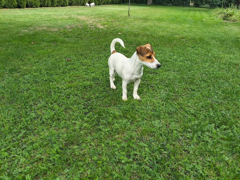 Jack Russell Terrier Suczka