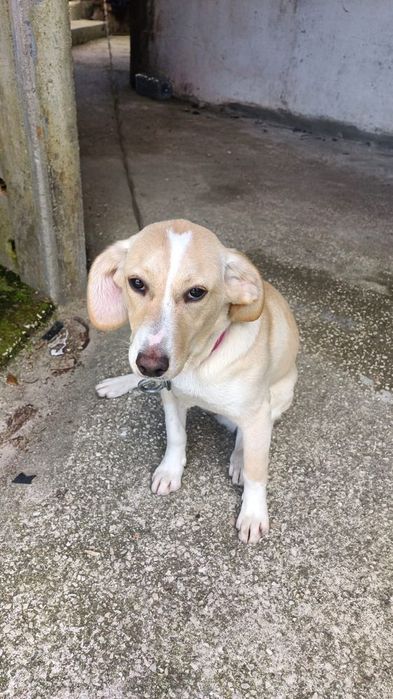 *Cadelinhas para ADOÇÃO responsável*