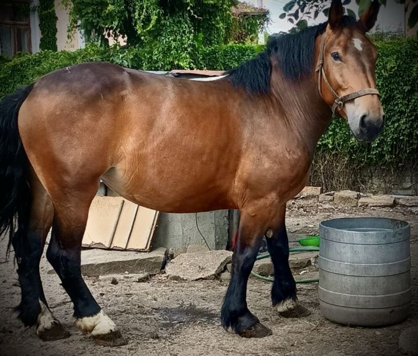 Klacz Zimnokrwista trzyletnia Koń Alicja Zaźrebiona