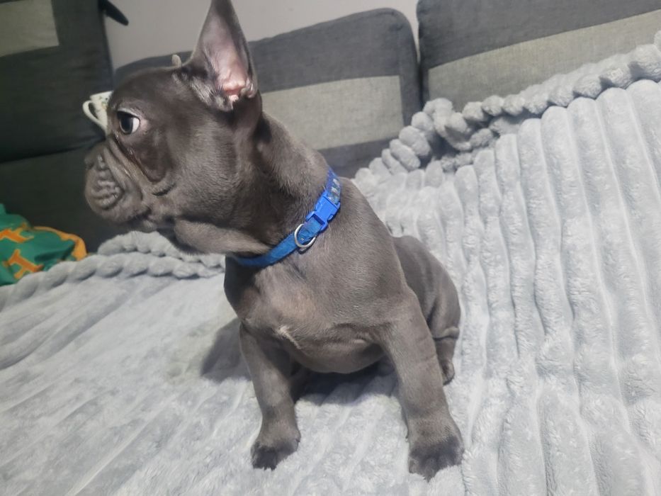 Buldog francuski Blue